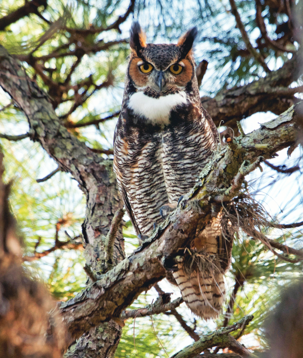 Great-horned-owl